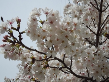寺ヶ池公園（千代田台保育所横広場）の桜